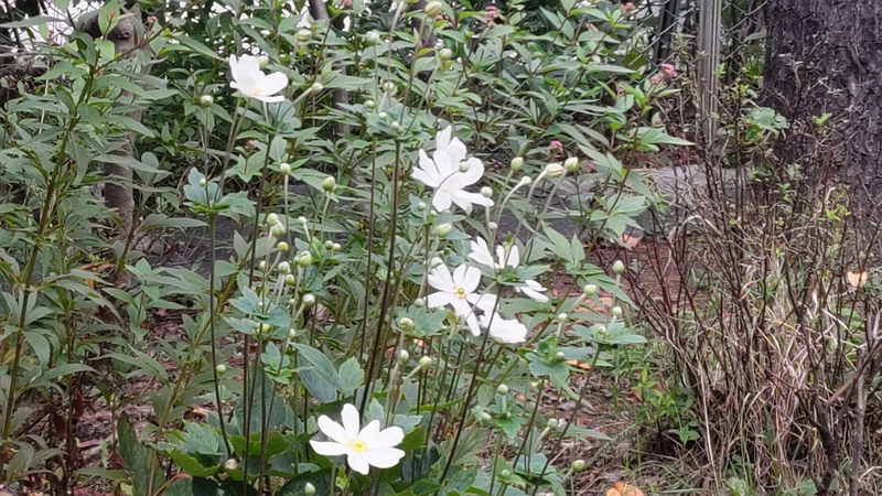 シュウメイギク 東京都大田区平和島公園