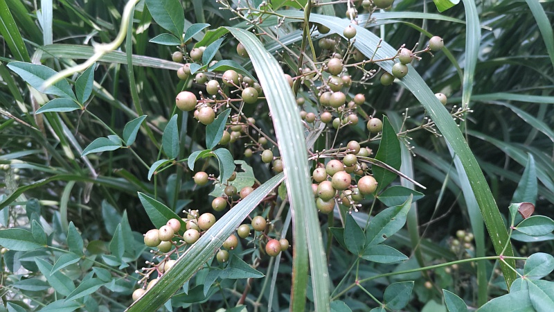 色づき始めたナンテンの果実 東京都大田区平和島公園