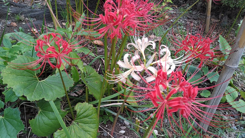 ヒガンバナ 東京都大田区平和島公園