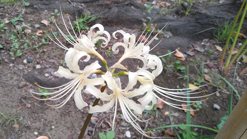 ヒガンバナ 東京都大田区平和島公園