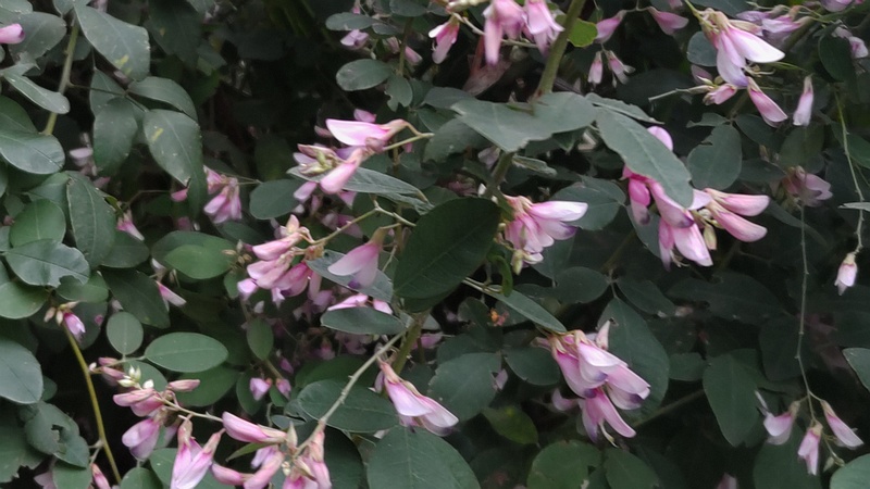 ミヤギノハギ 東京都大田区平和島公園