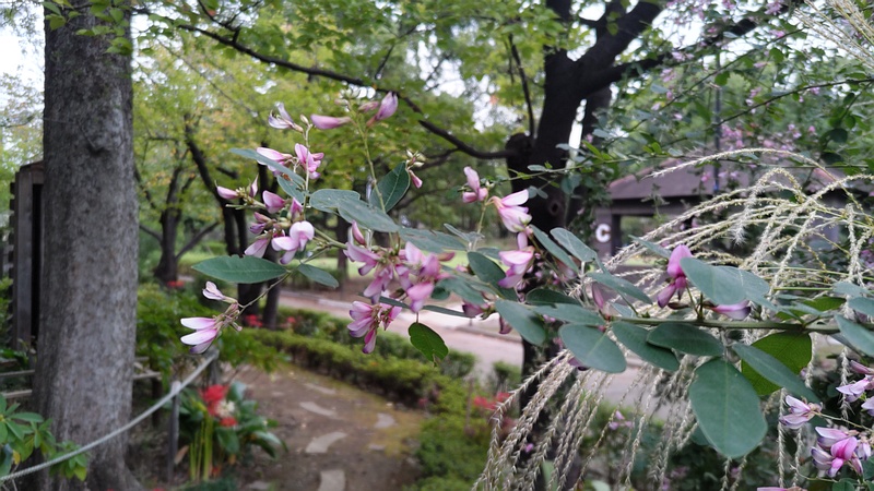 ミヤギノハギ 東京都大田区平和島公園