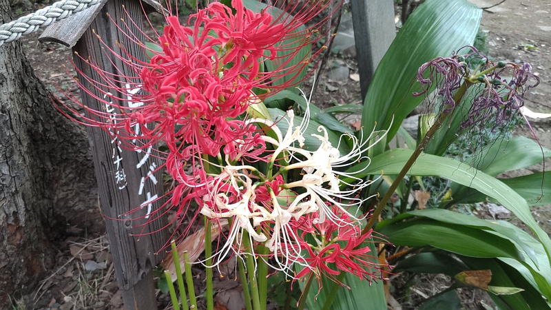 ヒガンバナ 東京都大田区平和島公園
