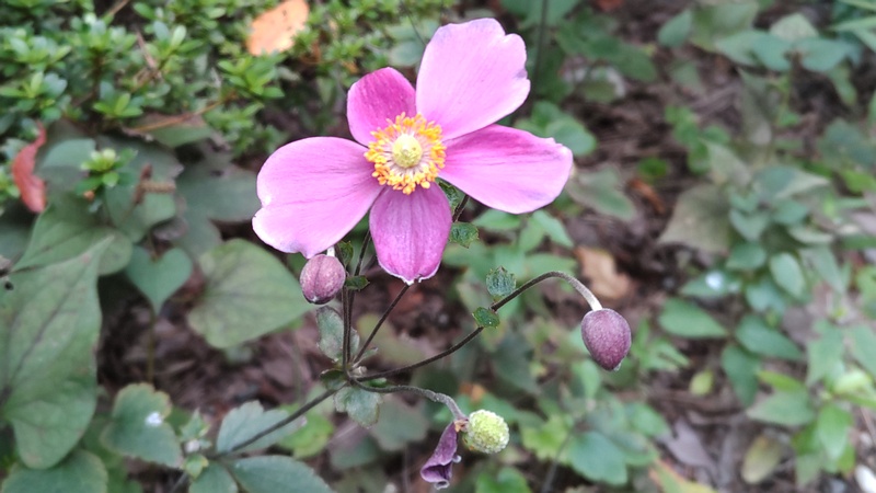 シュウメイギク 東京都大田区平和島公園