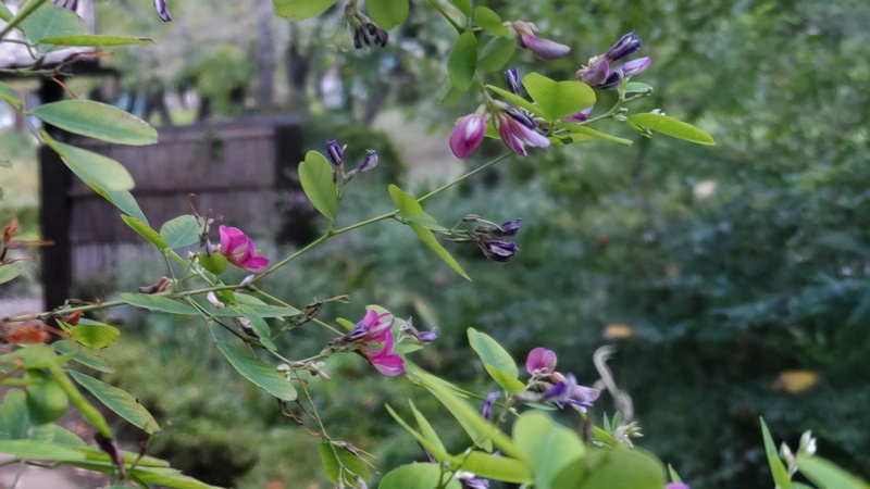 ミヤギノハギ 東京都大田区平和島公園