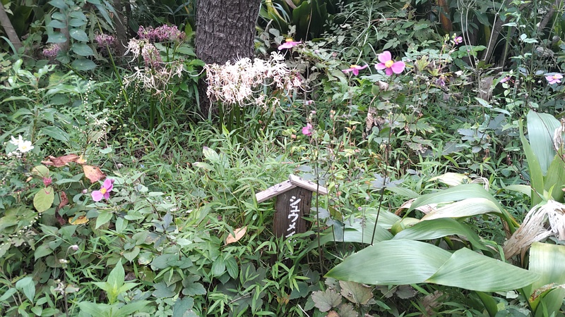シュウメイギク、ミズヒキ 東京都大田区平和島公園