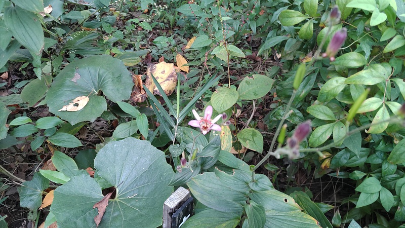 タイワンホトトギス、ミズヒキ 東京都大田区平和島公園
