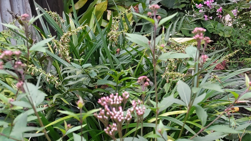 ノシランとフジバカマの花 東京都大田区平和島公園
