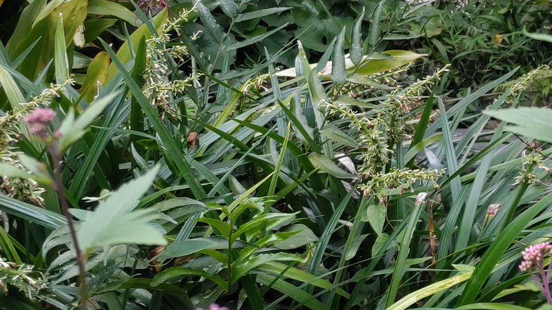 ノシランの花 東京都大田区平和島公園