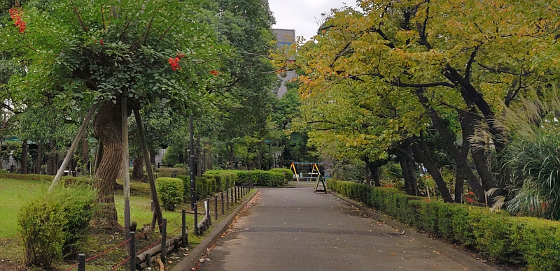 ユキヤナギの生垣 東京都大田区平和島公園