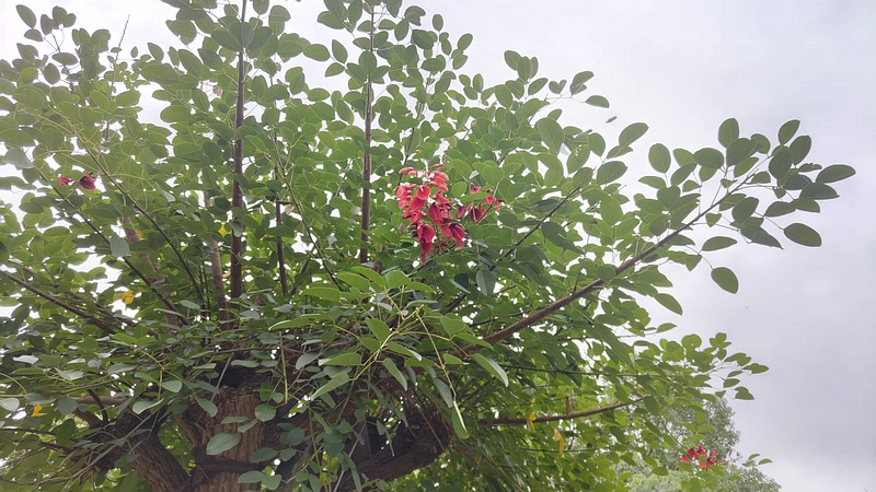 マルバデイゴ 東京都大田区平和島公園
