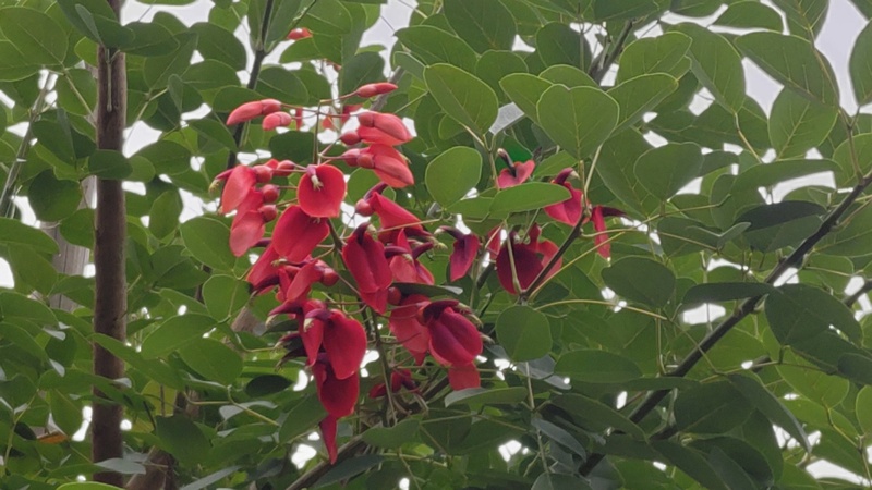 マルバデイゴ 東京都大田区平和島公園