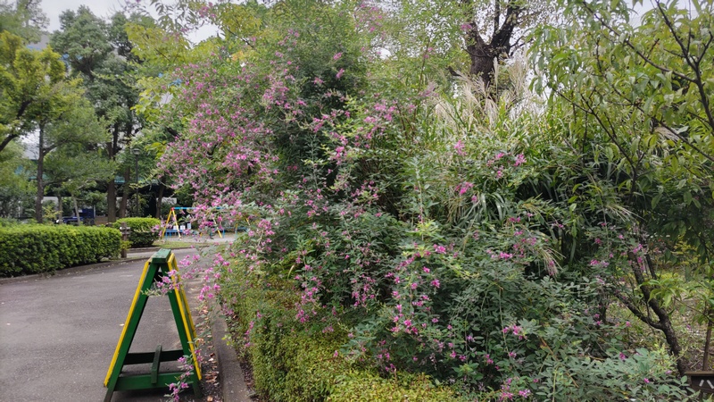 ミヤギノハギ、ハナモモ、ススキ 東京都大田区平和島公園