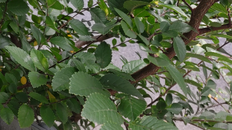 アキニレ 東京都大田区平和島公園