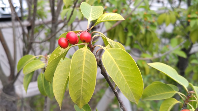 ソヨゴの果実 東京都大田区平和島公園