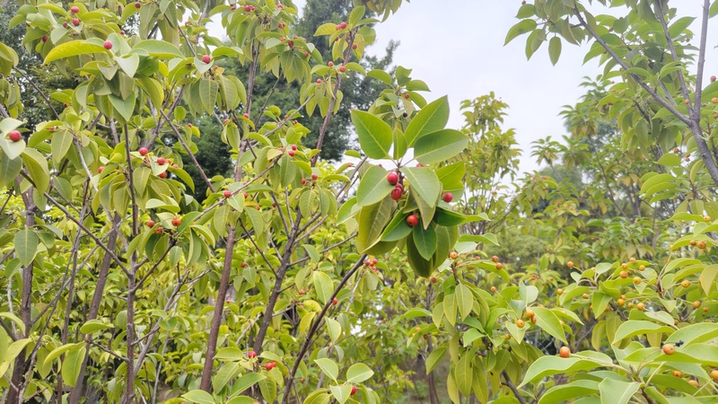 ソヨゴの果実 東京都大田区平和島公園