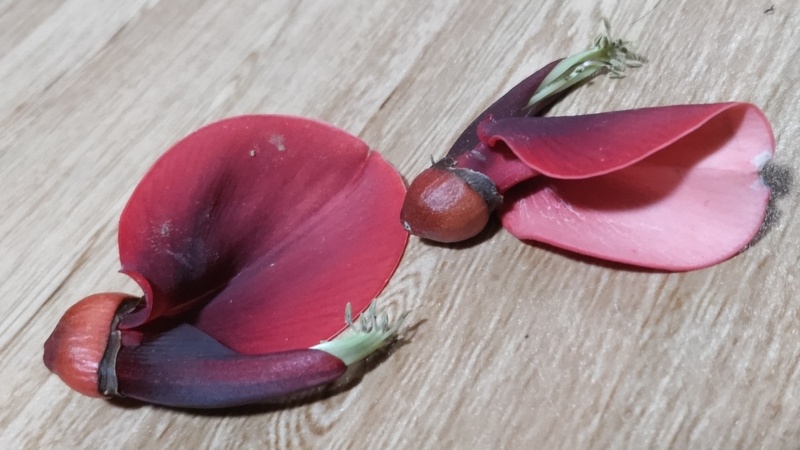 マルバデイゴの果実 横浜市旭区中希望が丘