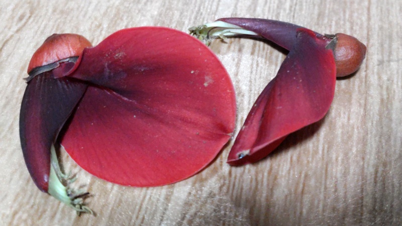 マルバデイゴの果実 横浜市旭区中希望が丘