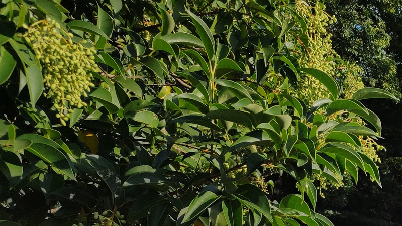 トウネズミモチの果実 東京都大田区平和の森公園