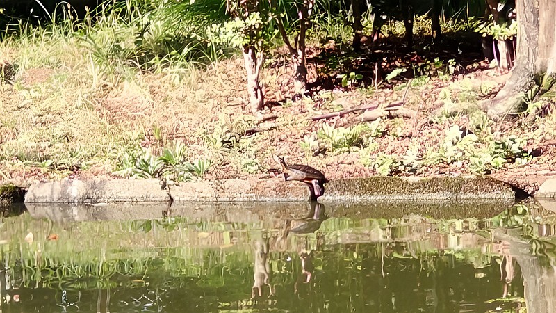 ミシシッピアカミミガメの甲羅干し 東京都大田区平和の森公園