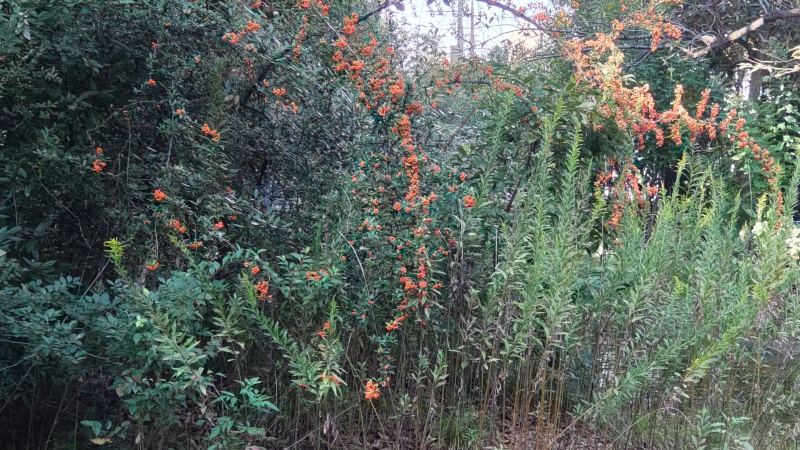 ピラカンサとセイタカアワダチソウ 東京都大田区平和の森公園