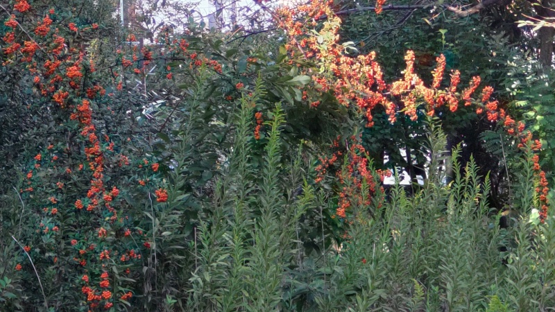 ピラカンサの果実 東京都大田区平和の森公園