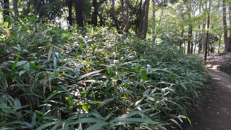 クマザサ 東京都大田区平和の森公園
