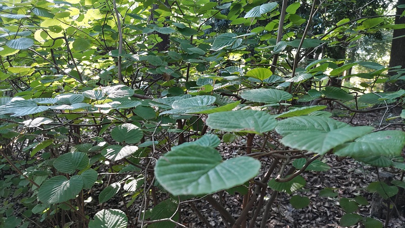 トサミズキ 東京都大田区平和の森公園