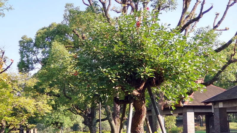 マルバデイゴ 東京都大田区平和島公園