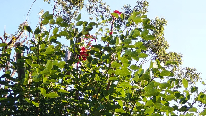 マルバデイゴ 東京都大田区平和島公園