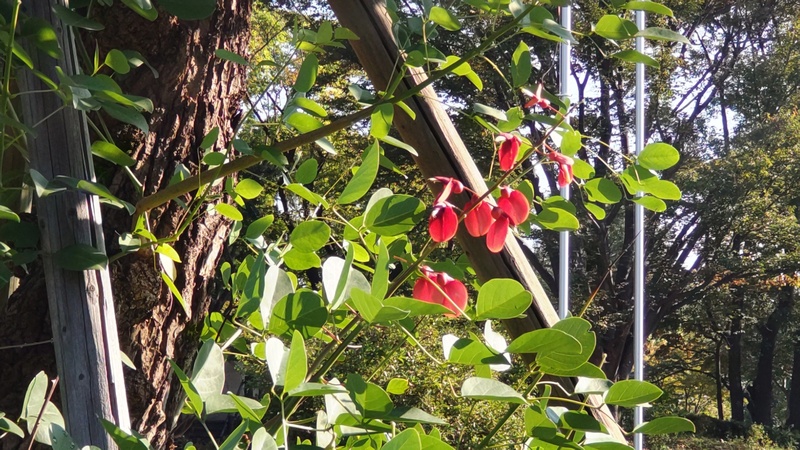 マルバデイゴの花 東京都大田区平和島公園