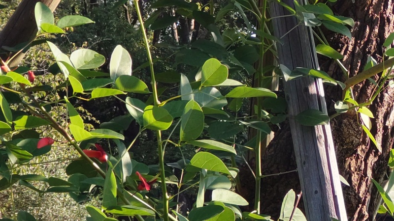 マルバデイゴ 東京都大田区平和島公園