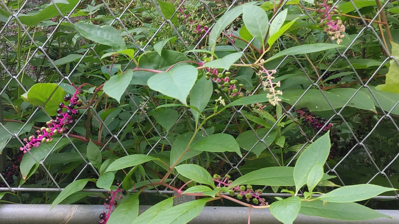 ヨウシュヤマゴボウ 横浜市旭区帷子川親水緑道