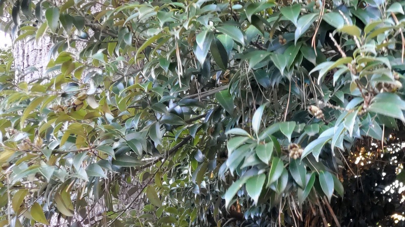 スダジイの果実 横浜市旭区希望が丘ふれあいの森公園