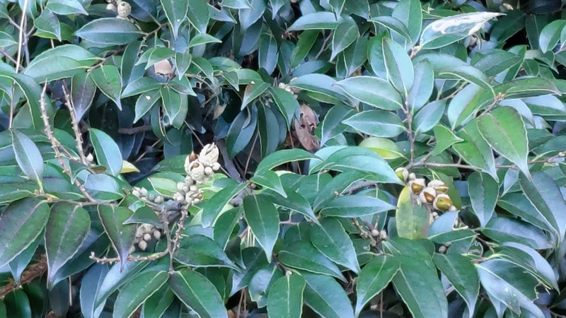 スダジイの果実 横浜市旭区希望が丘ふれあいの森公園