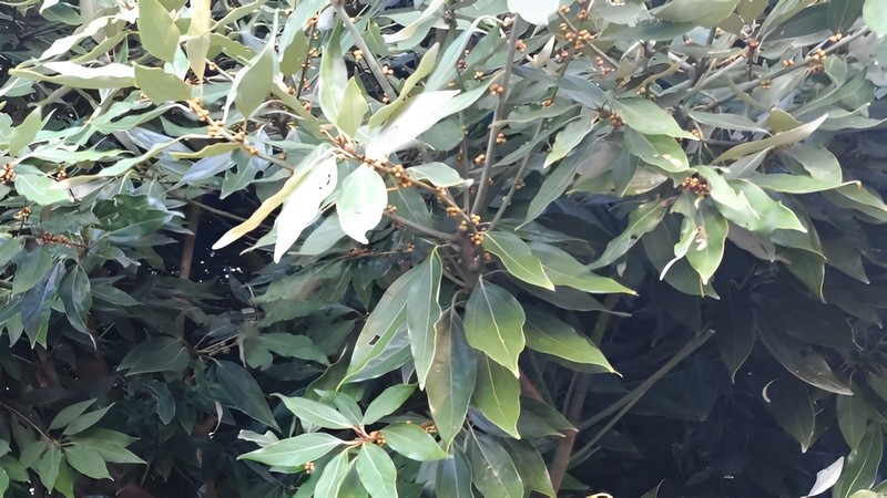 シロダモ 横浜市旭区希望が丘水の森公園