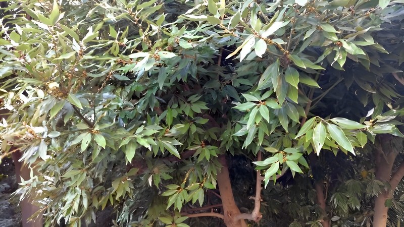 シロダモ 横浜市旭区希望が丘水の森公園