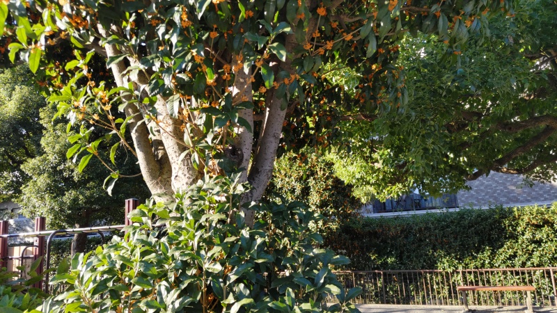 キンモクセイ 横浜市旭区中希望が丘