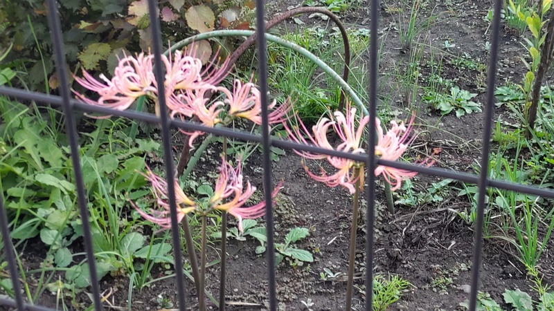 ヒガンバナ 横浜市旭区中希望が丘