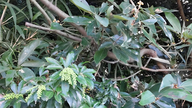 アセビとシロダモの蕾 横浜市瀬谷区長屋門公園