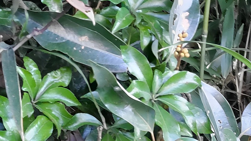 シロダモの蕾 横浜市瀬谷区長屋門公園