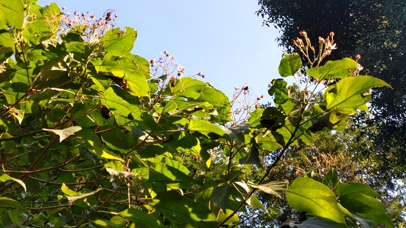 クサギの花 横浜市瀬谷区長屋門公園