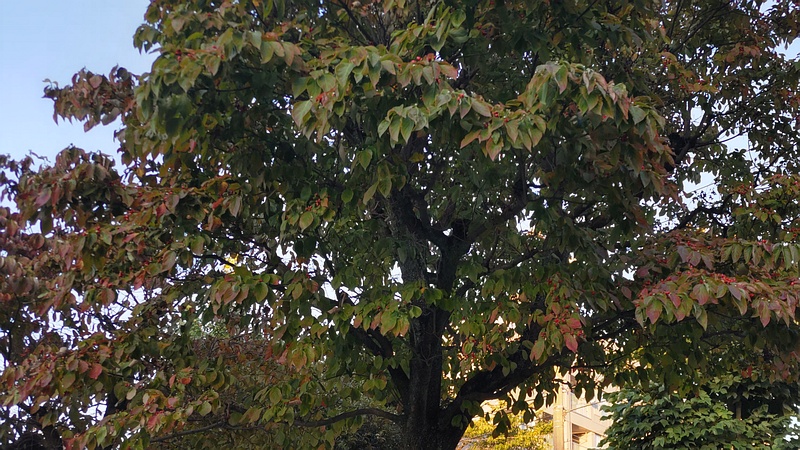 ハナミズキ 横浜市旭区中希望が丘