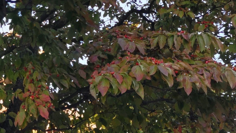 ハナミズキ 横浜市旭区中希望が丘