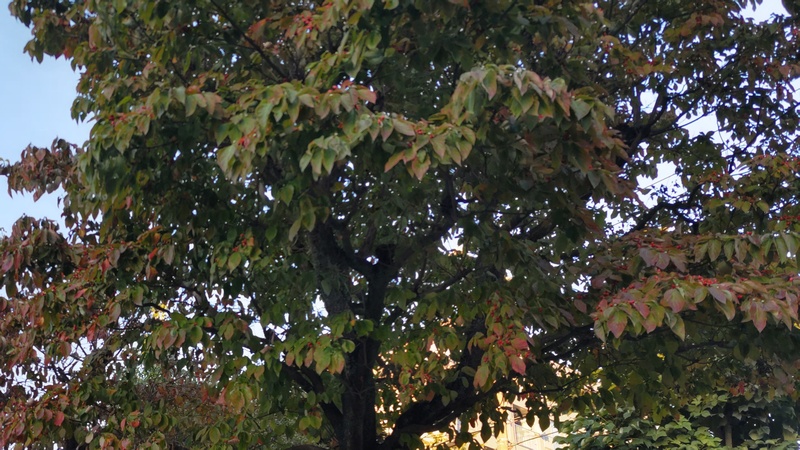 ハナミズキ 横浜市旭区中希望が丘