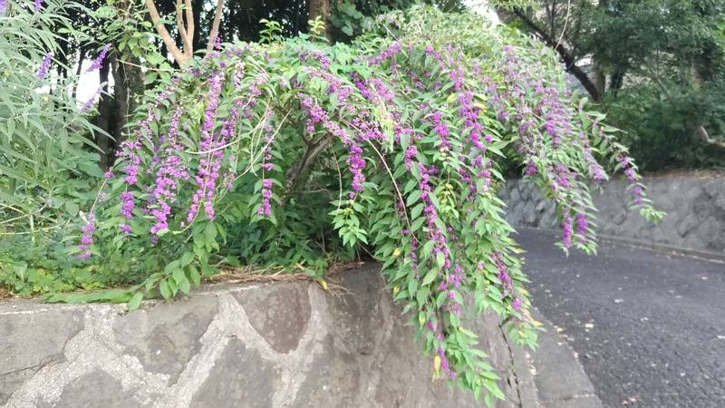 コムラサキ 横浜市旭区中希望が丘
