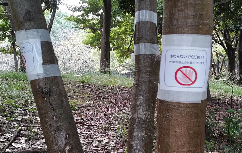 ナラ枯れ防止 東京都大田区平和の森公園
