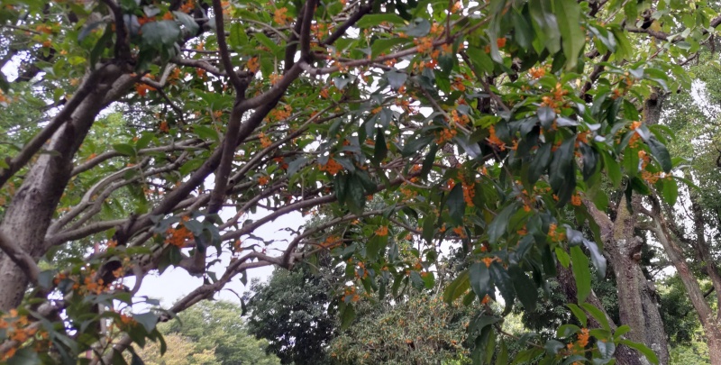 キンモクセイ 東京都大田区平和の森公園