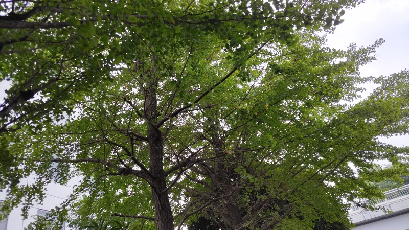 イチョウ 東京都大田区平和の森公園