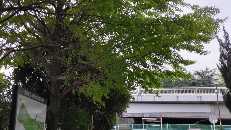 イチョウ 東京都大田区平和島公園